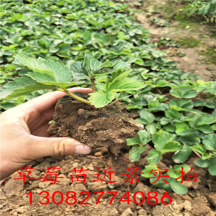 草莓苗種苗草莓苗種植技術(shù)