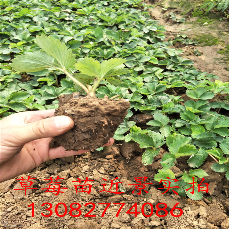 甜查理草莓苗 草莓苗多少錢一顆