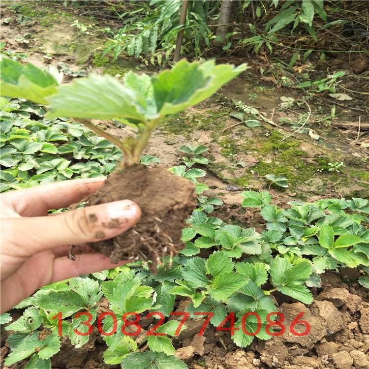 甜查理草莓苗 草莓苗可以種多久