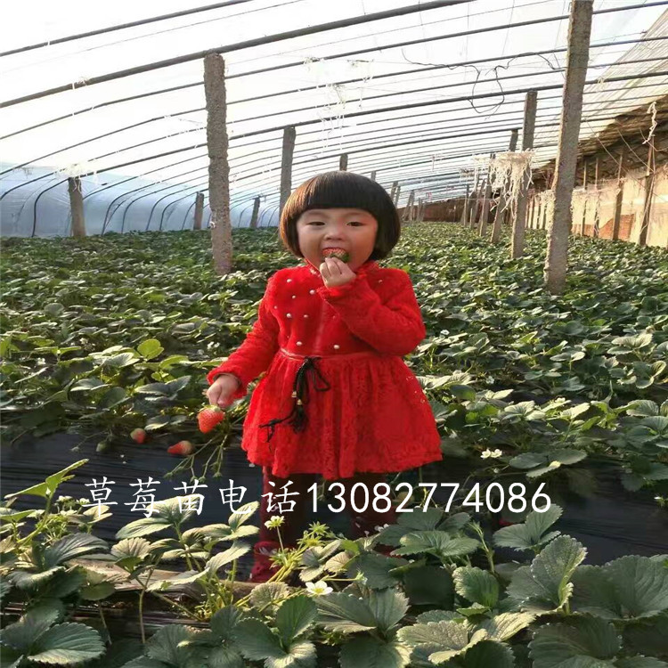 甜查理草莓苗 剛買的草莓苗怎么種
