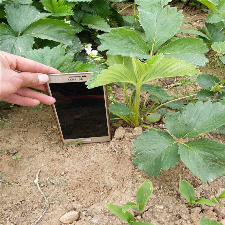 草莓苗种植草莓苗什么时候种