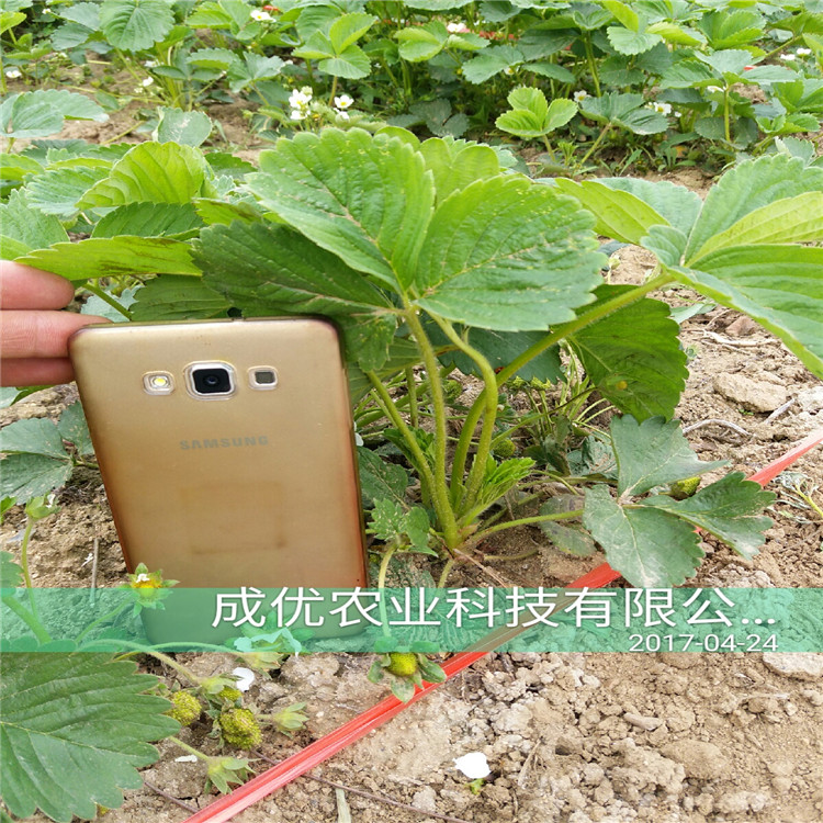 菠蘿莓草莓草莓苗價(jià)格