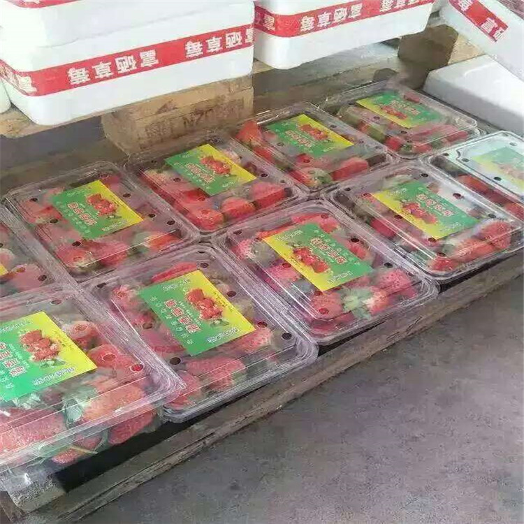 草莓苗種植草莓苗什么時候種