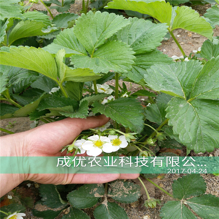 四季草莓苗批发哪里有草莓苗卖