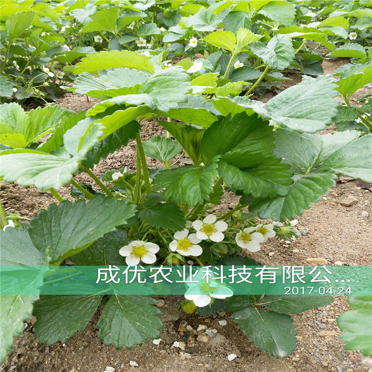 甜查理草莓苗 草莓苗種植技術(shù)