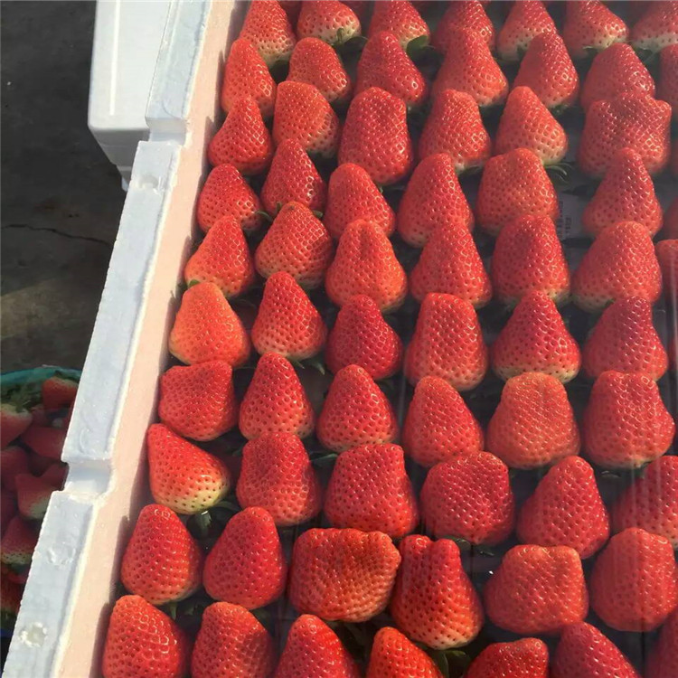 菠蘿莓草莓草莓苗價(jià)格