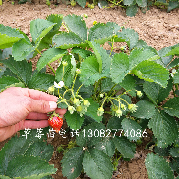 草莓苗草莓苗