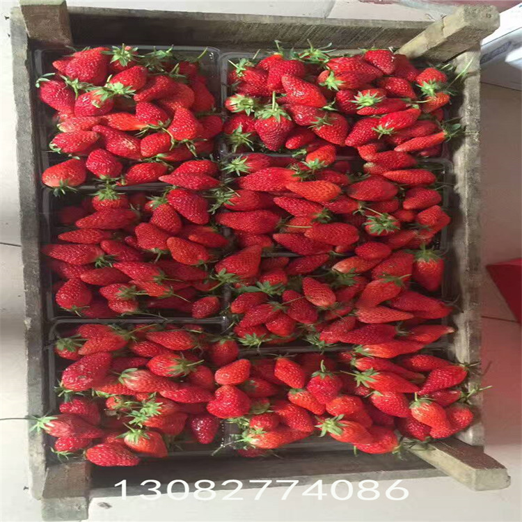 菠萝莓草莓草莓苗什么时候种