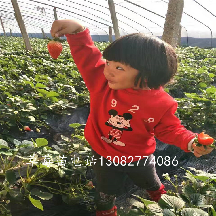 法蘭地草莓苗哪里草莓苗