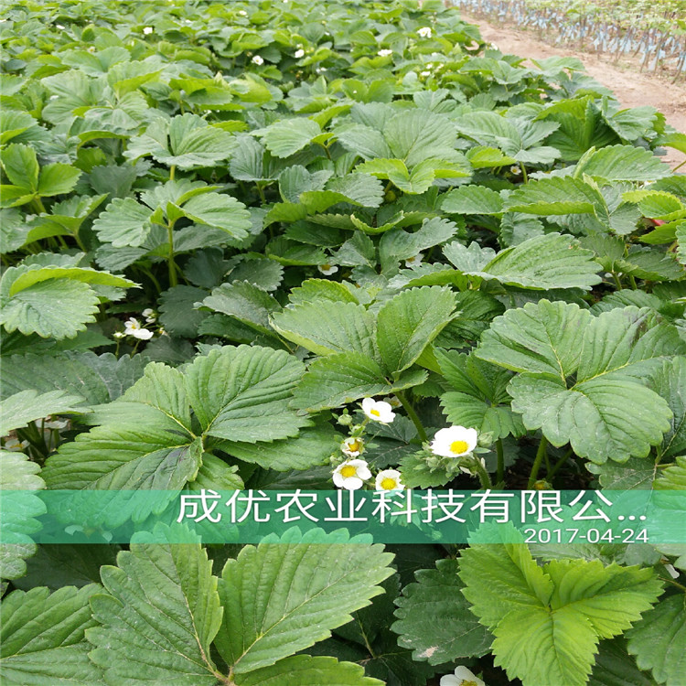 甜查理草莓苗 紅顏草莓苗怎么種