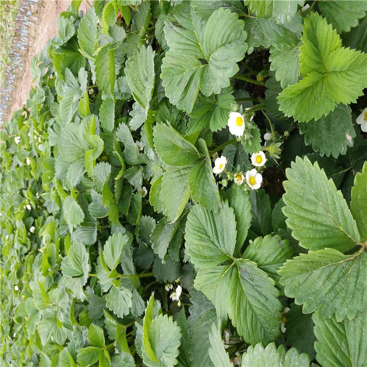 豐香草莓苗草莓苗基地