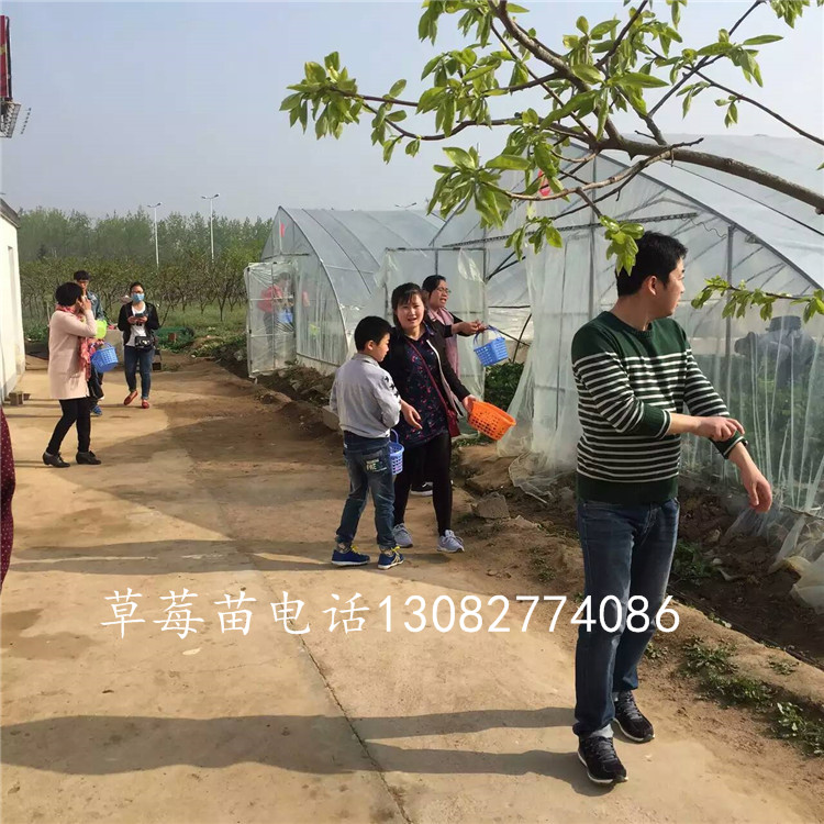 菠蘿莓草莓草莓苗什么時(shí)候種