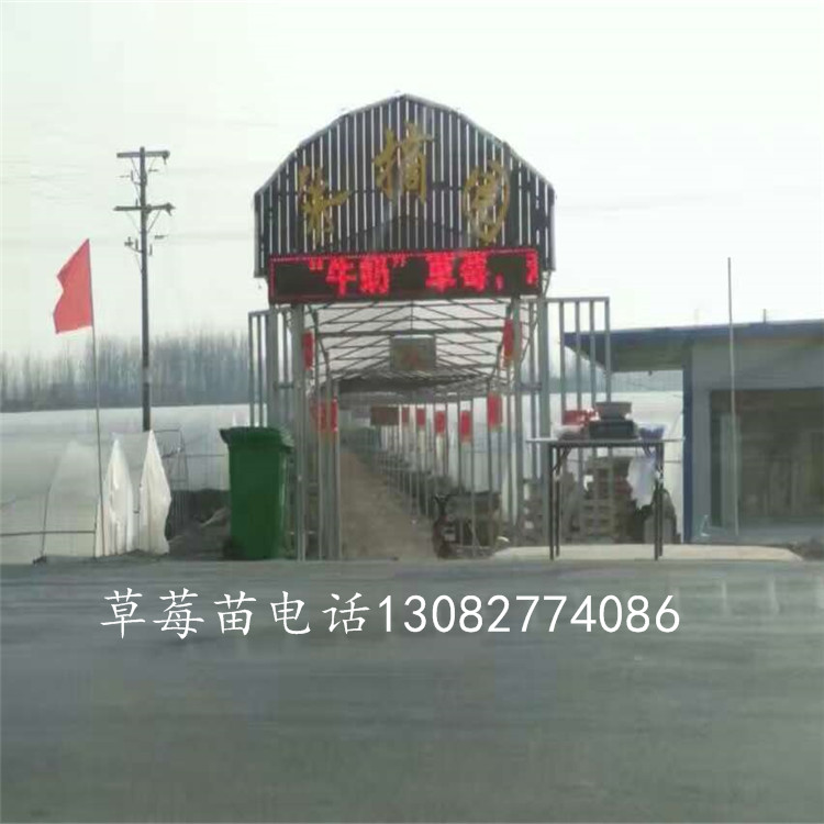 奶油草莓苗草莓苗圖片