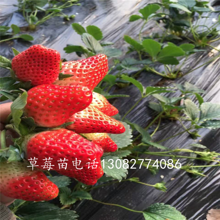 大棚草莓苗草莓苗什么時(shí)候種