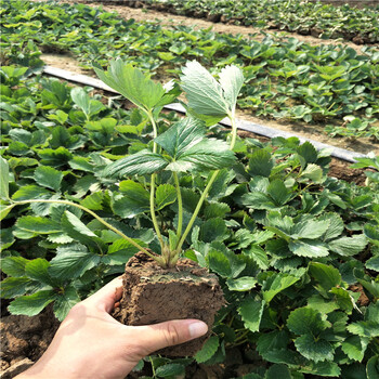 貴州哪里賣草莓苗，草莓品種那個(gè)好