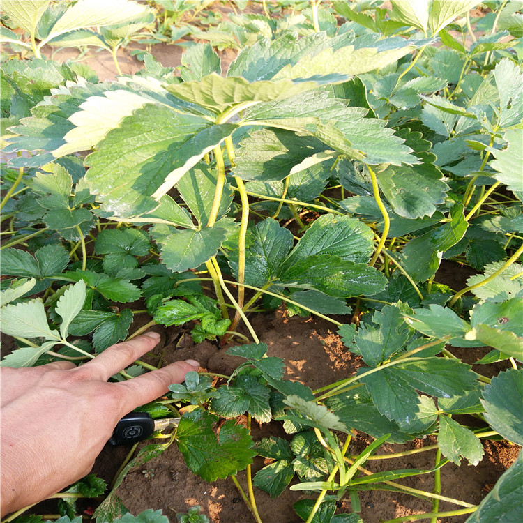 草莓苗去哪里買，牛奶草莓苗介紹