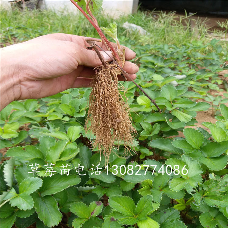 貴州哪里賣草莓苗，草莓品種那個(gè)好