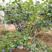 蓝莓苗厂家，蓝莓苗批发，蓝莓树苗
