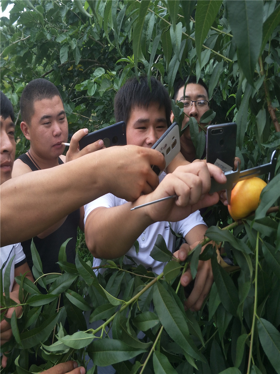 蟠桃，5月份春丽桃