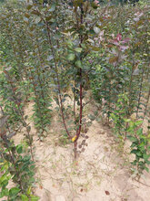 瑞雪苹果树苗,哪里出售苹果树苗苹果树苗图片