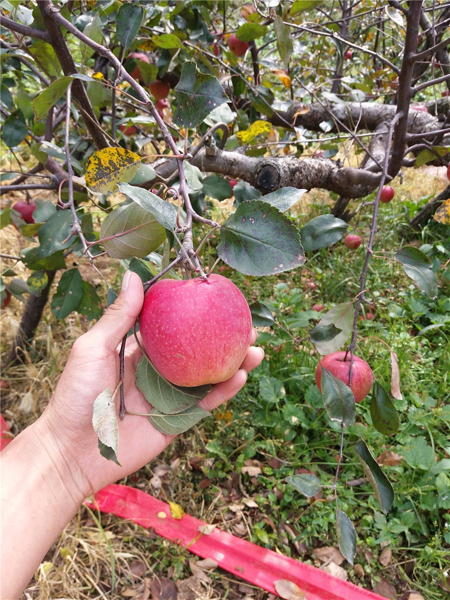 烟富6号苹果苗，苹果苗批发