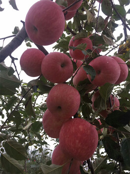 柱状苹果树苗，苹果苗新品种