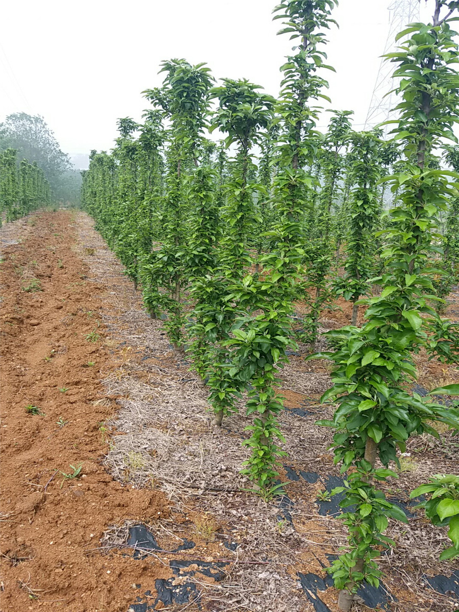 矮化苹果苗，哪里出售苹果树苗