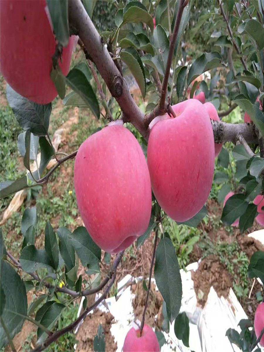 红肉苹果苗华硕苹果苗，红富士苹果苗