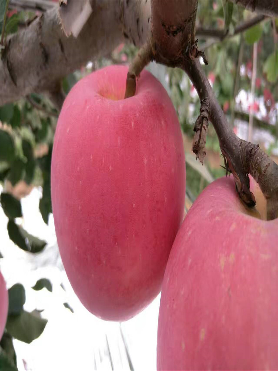 苹果苗厂家，红富士苹果苗