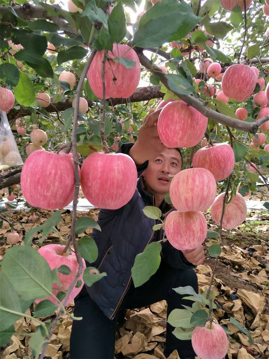 红肉矮化苹果苗，苹果苗一棵多少钱