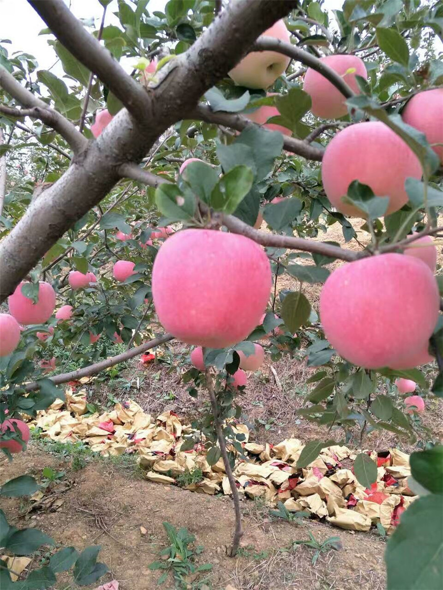 盆栽苹果苗，哪里卖鲁丽苹果苗