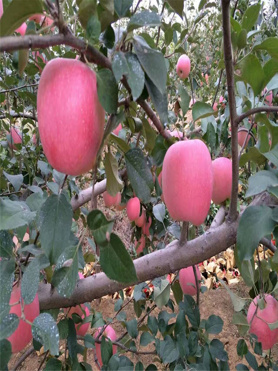 红肉苹果苗华硕苹果苗，红富士苹果苗