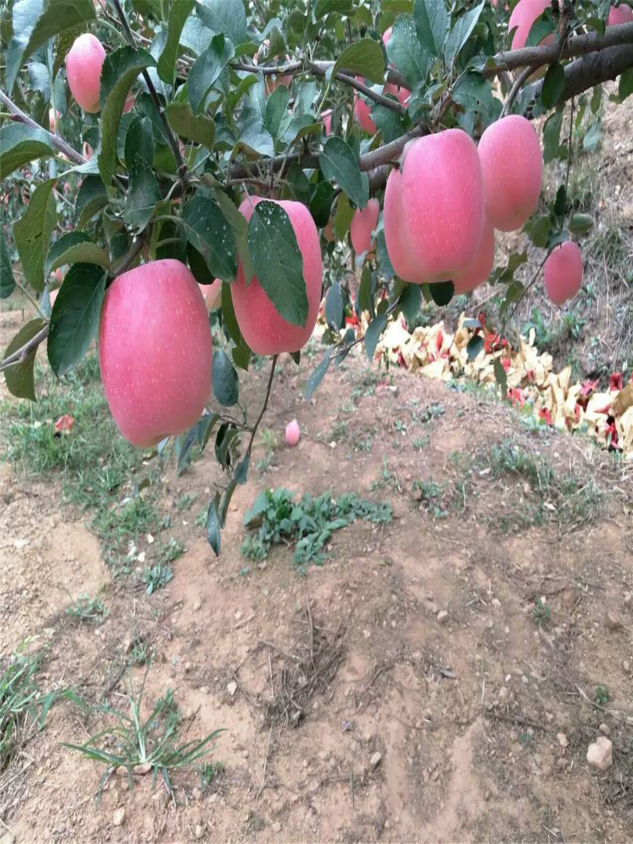 红肉矮化苹果苗，苹果苗批发