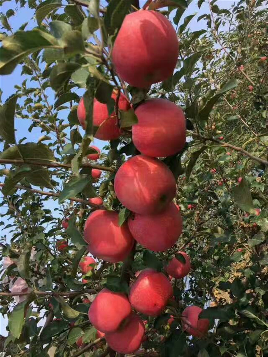 苹果苗栽培技术，鲁丽苹果基地