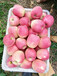 优质品果树苗，红富士苹果苗