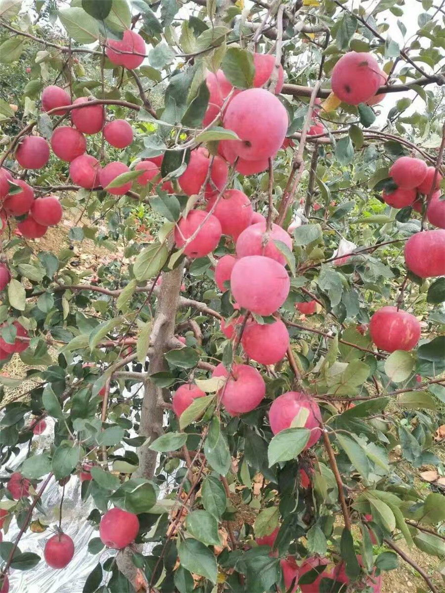 苹果苗厂家矮化苹果树苗