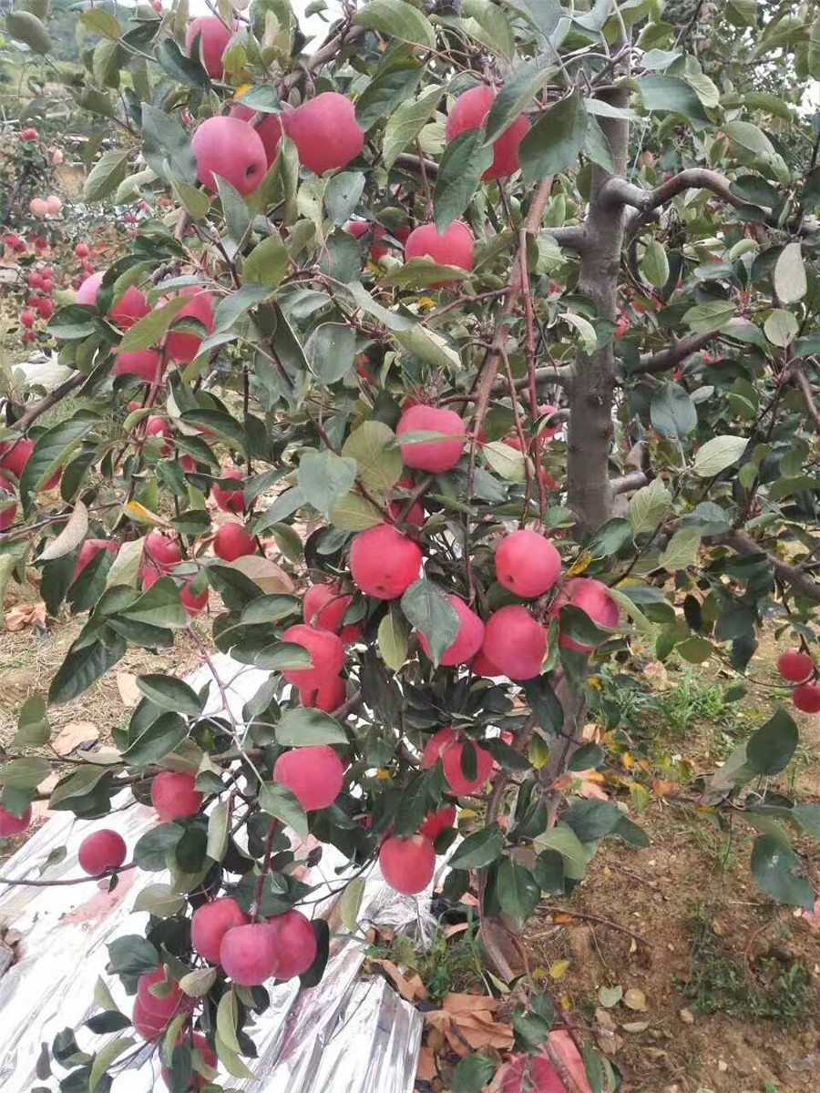 红肉苹果苗鸡心果树苗，苹果苗厂家