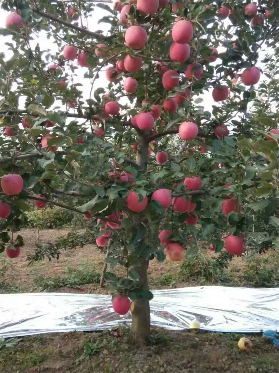 苹果苗新品种，鲁丽苹果苗