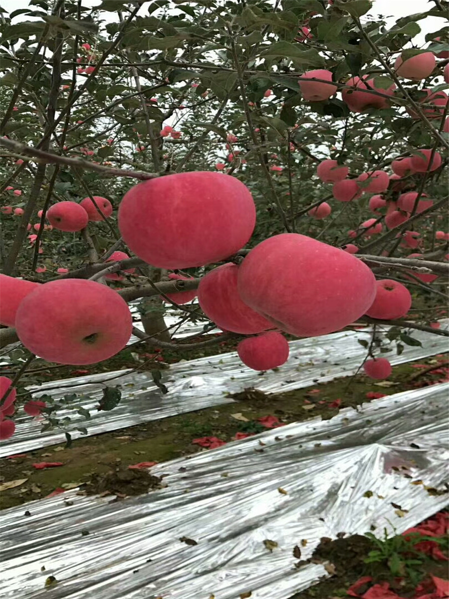 哪里卖苹果苗，矮化苹果树苗