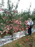 苹果苗价格，鲁丽苹果苗图片0