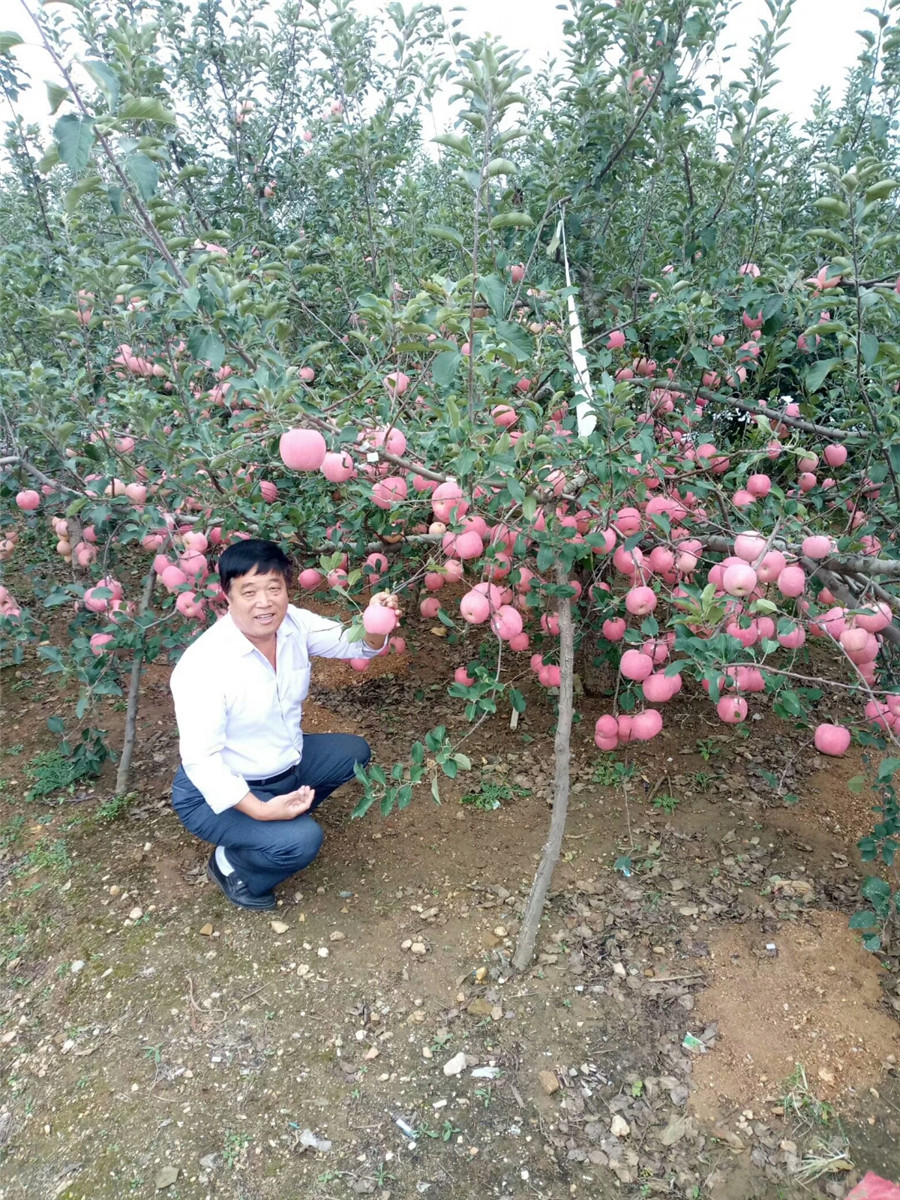 红肉苹果树，哪里卖矮化苹果苗