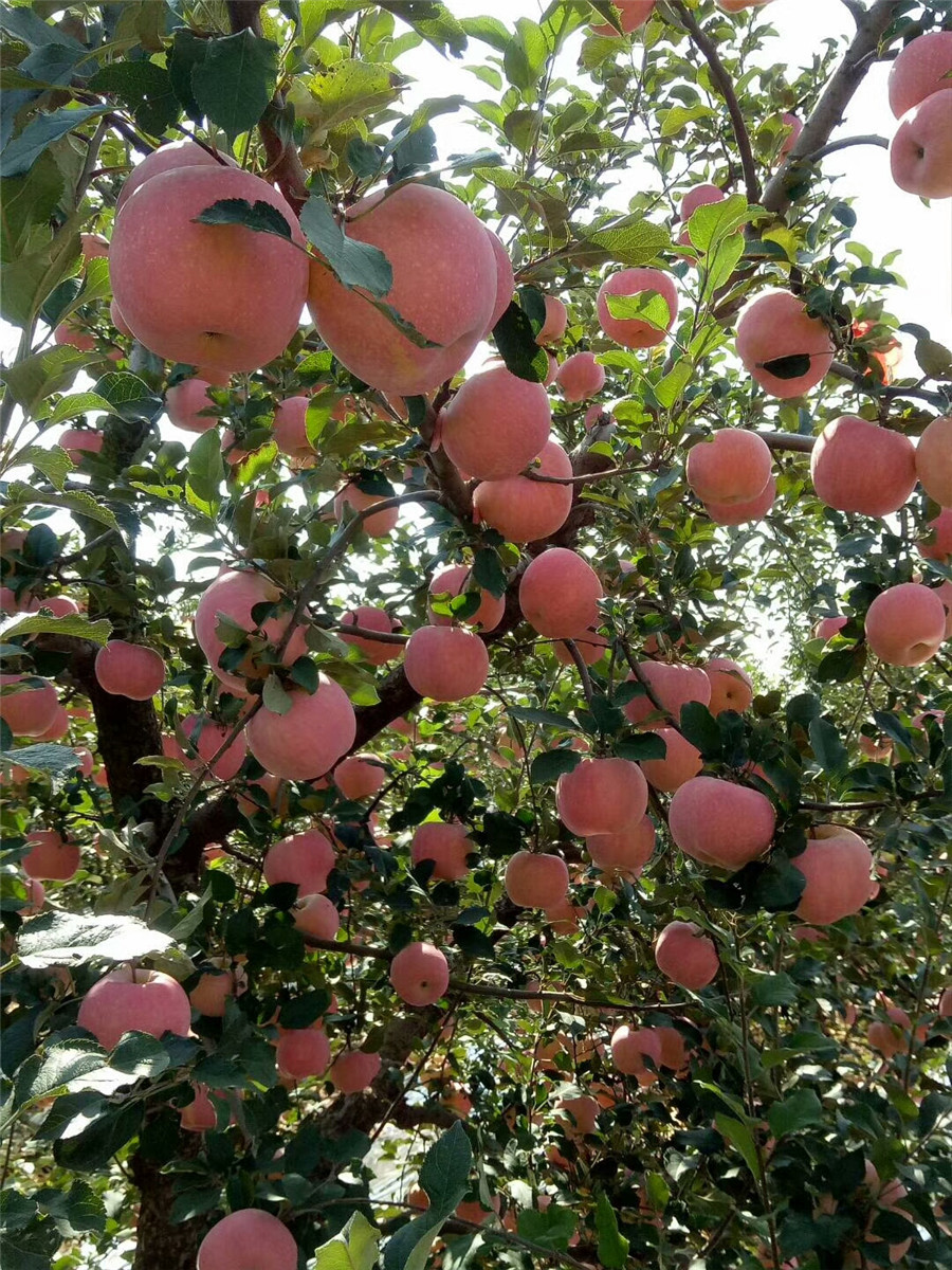 盆栽苹果树苗，鲁丽苹果基地