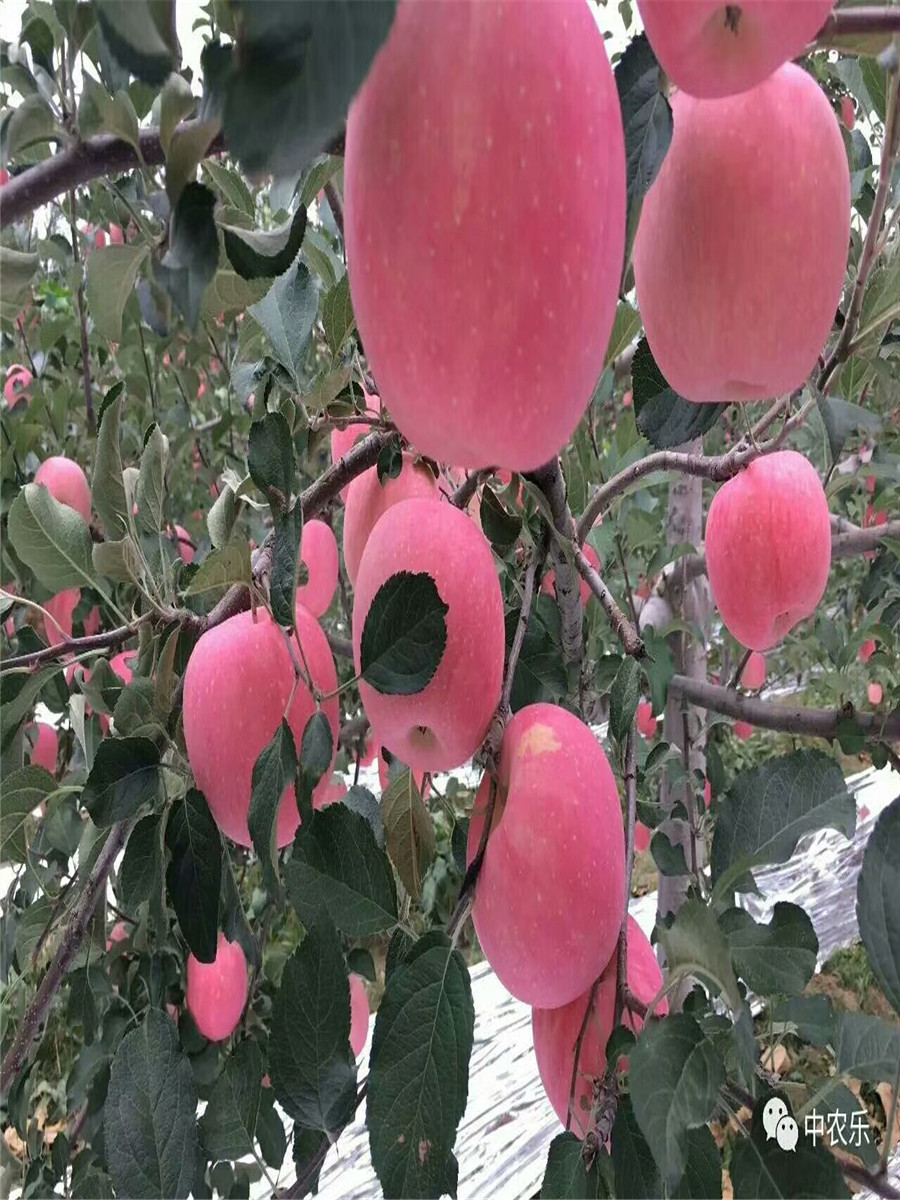 红肉矮化苹果苗，苹果苗一棵多少钱