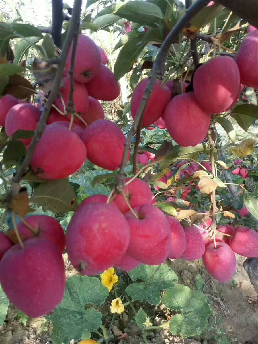 苹果苗基地，维纳斯苹果苗