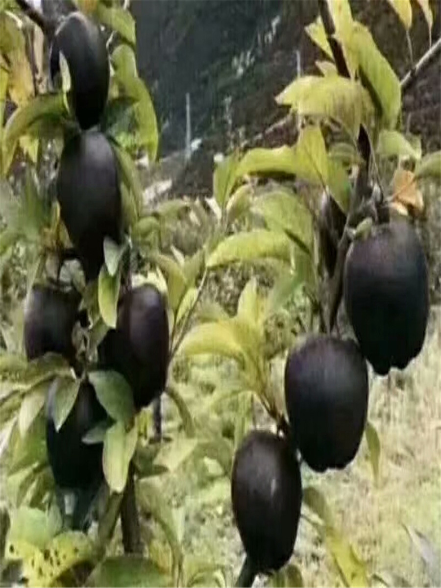 红肉苹果树，山东苹果苗