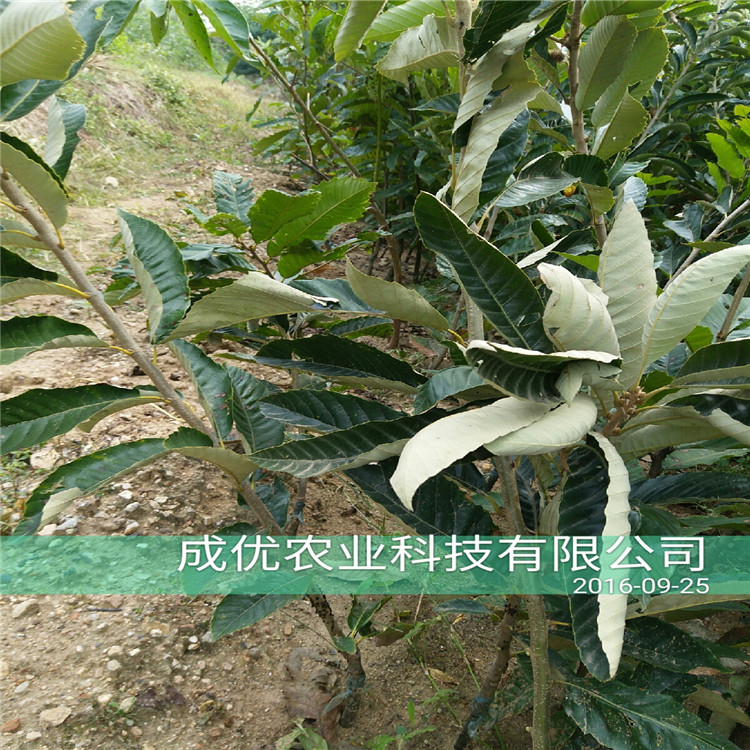山東板栗樹苗，板栗苗多少錢一棵