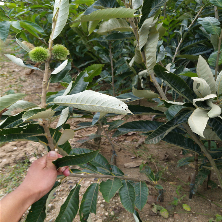 哪里卖板栗苗，板栗苗种植技术