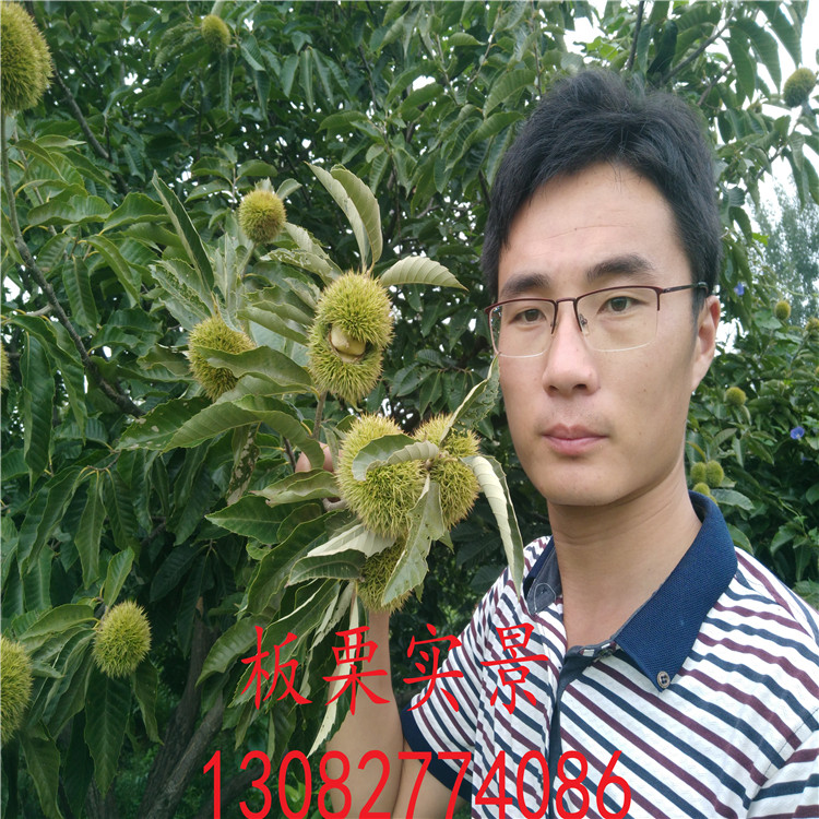 山東板栗樹苗，板栗苗多少錢一棵