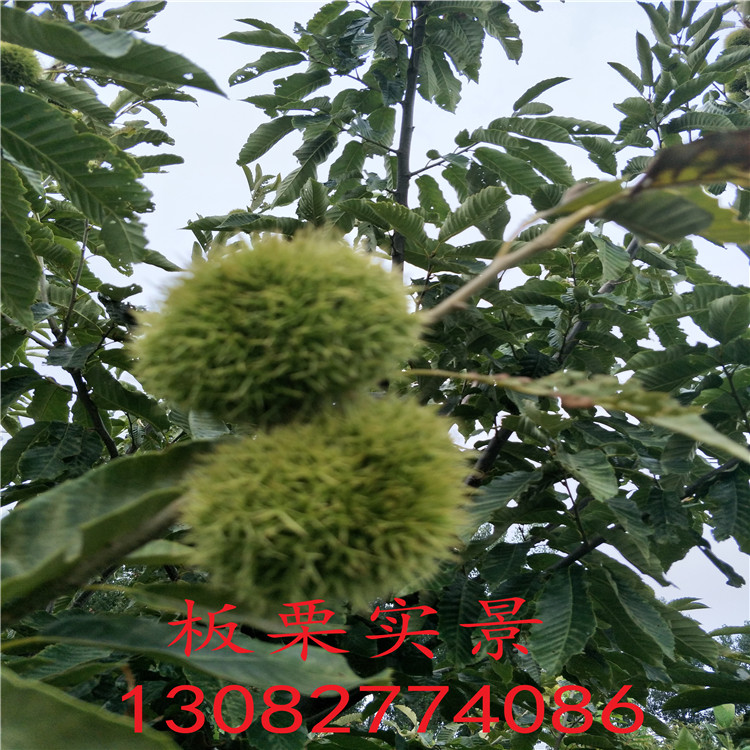 山東板栗樹苗，板栗苗多少錢一棵