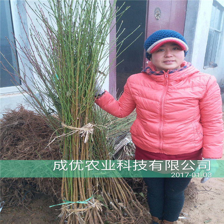 1公分板栗苗，批發(fā)多少錢